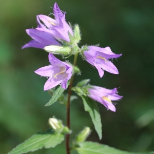  - Campanula trachelium subsp. trachelium 