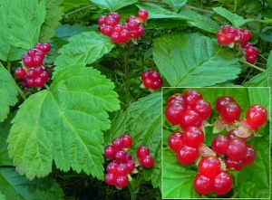  Jean-Louis CHEYPE, le 10 août 2012 (Contamines-Montjoie (Voie romaine))