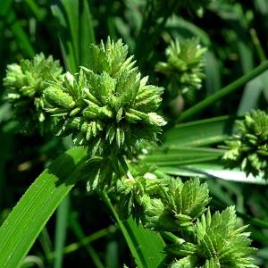 Photographie n°84611 du taxon Cyperus eragrostis Lam. [1791]