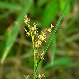 Juncus compressus Jacq. (Jonc à tiges aplaties)