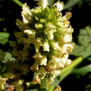  - Stachys alopecuros (L.) Benth. [1834]