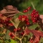  André Brousseau - Viburnum opulus L. [1753]