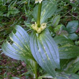 Photographie n°84687 du taxon Gentiana burseri subsp. burseri