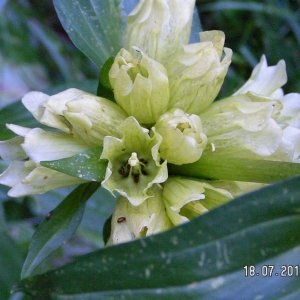 Photographie n°84688 du taxon Gentiana burseri subsp. burseri