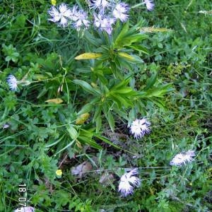 Photographie n°84689 du taxon Dianthus hyssopifolius L.