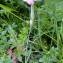  Alain Bigou - Dianthus hyssopifolius L.