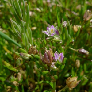 Photographie n°84718 du taxon Spergularia marina (L.) Besser [1821]