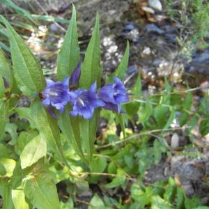 Photographie n°84726 du taxon Gentiana asclepiadea L. [1753]