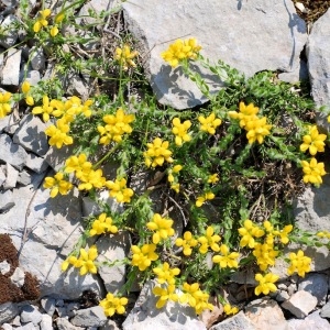 Photographie n°84735 du taxon Genista hispanica L. [1753]