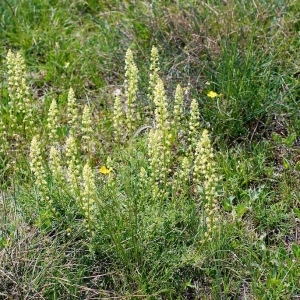 Photographie n°84746 du taxon Reseda lutea L. [1753]