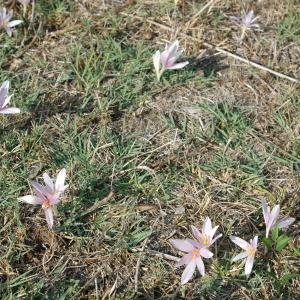 Photographie n°84757 du taxon Colchicum neapolitanum (Ten.) Ten. [1826]