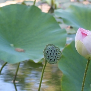 Photographie n°84768 du taxon Nelumbo nucifera Gaertn. [1788]