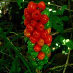 Photographie n°84775 du taxon Arum maculatum L. [1753]