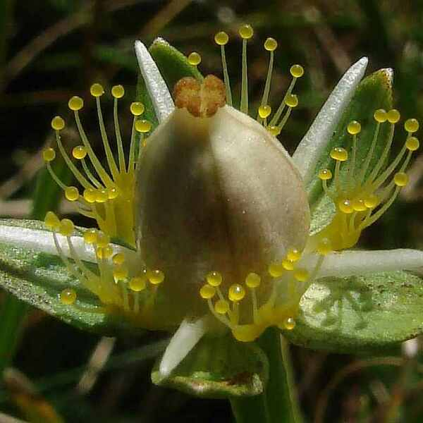 Parnassia palustris L. [1753] [nn47942] par Françoise Peyrissat le 20/08/2011 - Anzat-le-Luguet