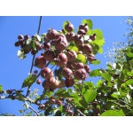 Malus ×purpurea (A.Barbier) Rehder (Pommier pourpre)