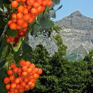 Photographie n°84799 du taxon Sorbus aucuparia L. [1753]