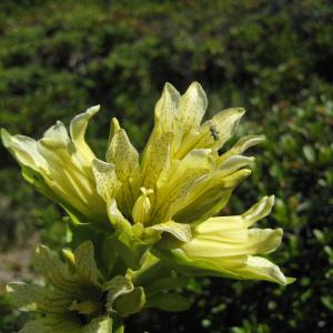 Photographie n°84805 du taxon Gentiana burseri Lapeyr. [1813]