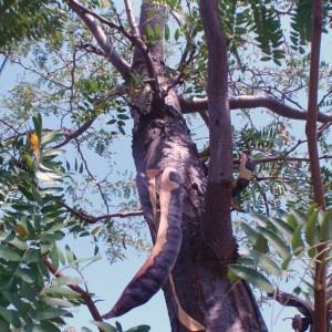 Photographie n°84827 du taxon Gleditsia triacanthos var. inermis (L.) Castigl. [1790]