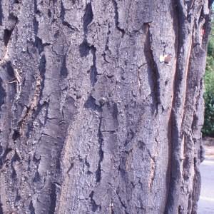 Photographie n°84833 du taxon Gleditsia triacanthos var. inermis (L.) Castigl. [1790]