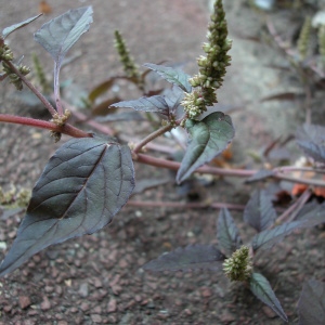 Photographie n°84881 du taxon Amaranthus deflexus L. [1771]