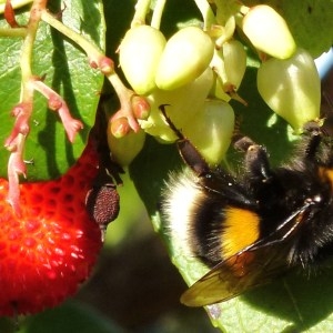 Photographie n°84883 du taxon Arbutus unedo L. [1753]