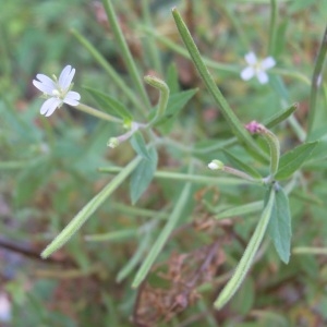 Photographie n°84885 du taxon Epilobium ciliatum Raf. [1808]