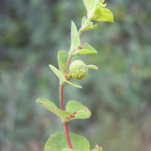  - Euphorbia platyphyllos subsp. platyphyllos