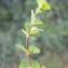  David Mercier - Euphorbia platyphyllos subsp. platyphyllos