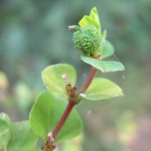  - Euphorbia platyphyllos subsp. platyphyllos
