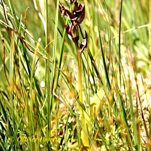 Photographie n°84916 du taxon Coeloglossum viride (L.) Hartm. [1820]