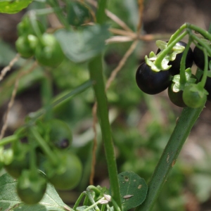 Photographie n°84921 du taxon Solanum nigrum L. [1753]