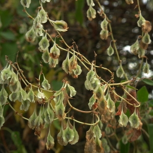 Photographie n°84924 du taxon Fallopia dumetorum (L.) Holub [1971]