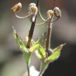 Photographie n°84926 du taxon Geranium robertianum L. [1753]