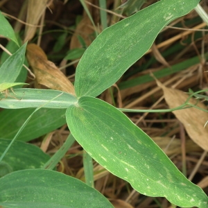 Photographie n°84928 du taxon Lathyrus latifolius L. [1753]