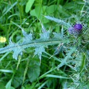 Photographie n°84934 du taxon Cirsium palustre (L.) Scop. [1772]