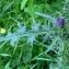  Alain Bigou - Cirsium palustre (L.) Scop. [1772]