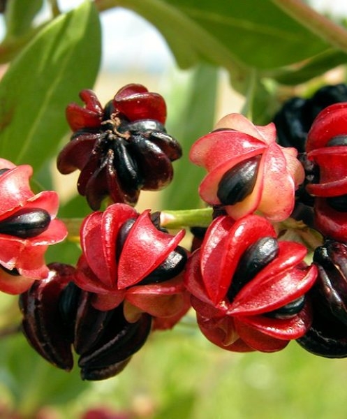 Coriaria myrtifolia L. [nn18930] par liliane Pessotto le 28/06/2007 - Saint-Antonin-Noble-Val
