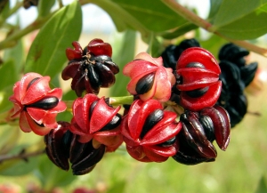 liliane Pessotto, le 28 juin 2007 (Saint-Antonin-Noble-Val (Côte de Caussade))