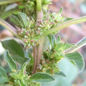 Amaranthus minor (Moq.) Sennen (Amarante des bois)