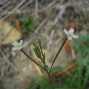 Photographie n°84961 du taxon Epilobium ciliatum Raf. [1808]