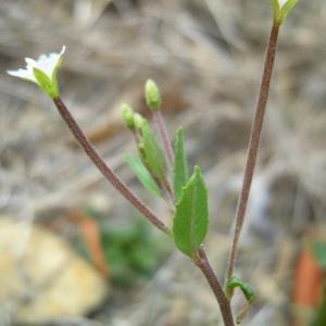 Photographie n°84962 du taxon Epilobium ciliatum Raf. [1808]