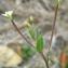  David Mercier - Epilobium ciliatum Raf. [1808]