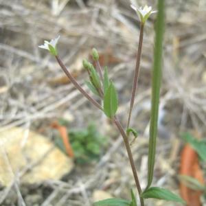 Photographie n°84963 du taxon Epilobium ciliatum Raf. [1808]