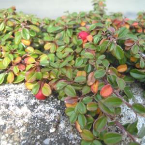 Cotoneaster integrifolius (Roxb.) G.Klotz (Cotonéaster à feuilles de thym)