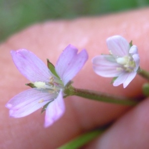 Photographie n°84969 du taxon Epilobium ciliatum Raf. [1808]