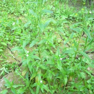 Photographie n°84972 du taxon Epilobium ciliatum Raf. [1808]