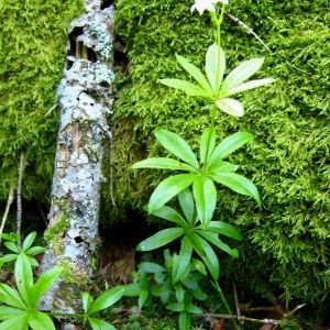 Photographie n°84980 du taxon Galium odoratum (L.) Scop. [1771]