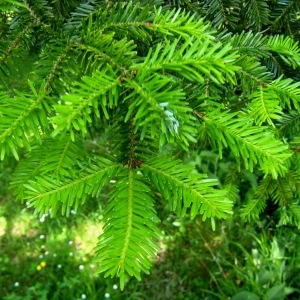 Photographie n°84985 du taxon Abies alba subsp. alba