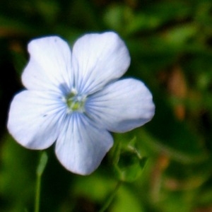 Photographie n°84987 du taxon Linum alpinum Jacq. [1762]