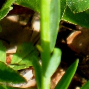 Photographie n°84988 du taxon Linum alpinum Jacq. [1762]